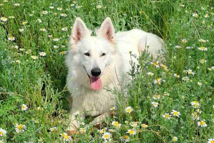 Alerte Disparition Chien Femelle , 7 ans Pérols France Alerte Disparition Chien Femelle , 7 ans Pérols France