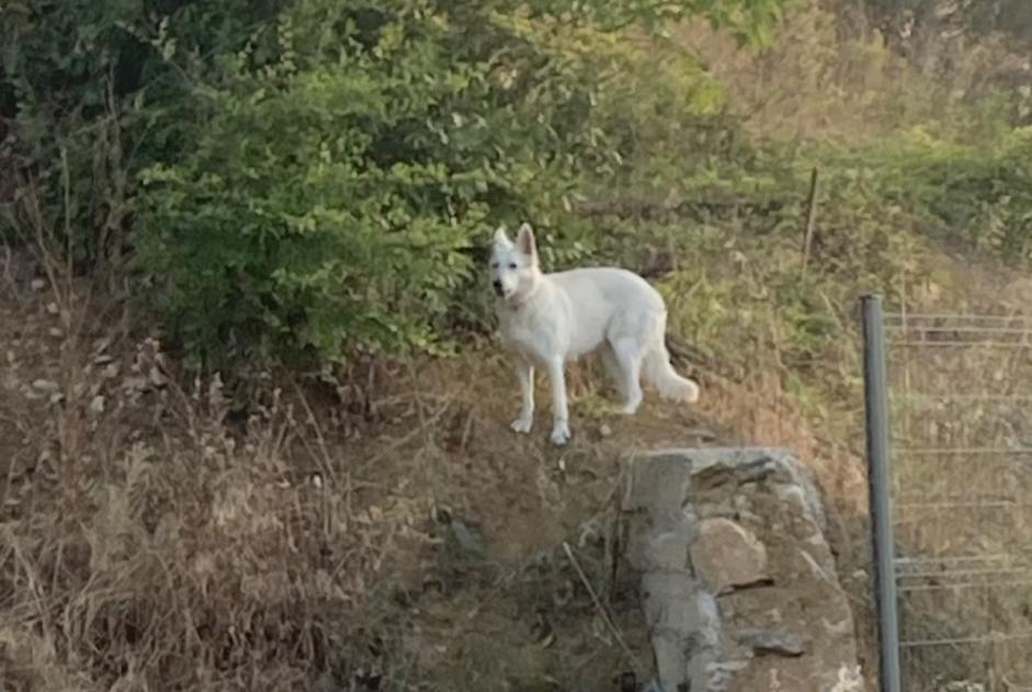 Alerte Découverte Chien Inconnu Montpellier France Alerte Découverte Chien Inconnu Montpellier France