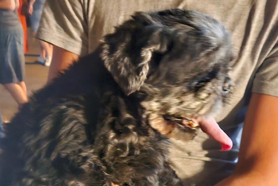 Alerte Disparition Chien  Mâle , 11 ans Beaulieu France