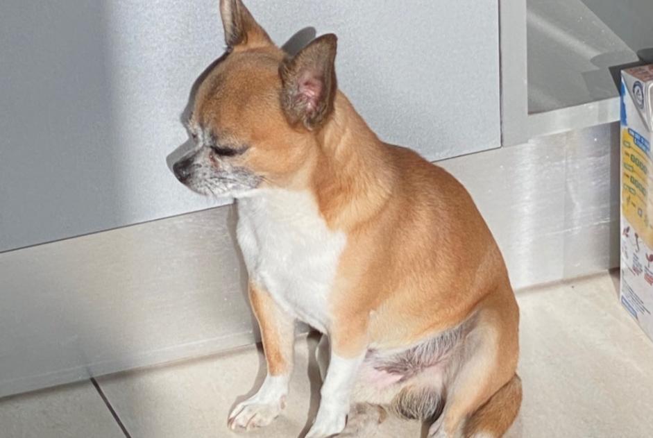 Verdwijningsalarm Hond Mannetje , 8 jaar Boujan-sur-Libron Frankrijk Verdwijningsalarm Hond Mannetje , 8 jaar Boujan-sur-Libron Frankrijk