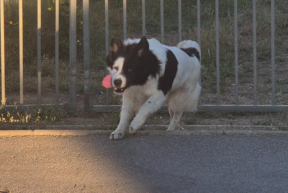 Ontdekkingsalarm Hond  Mannetje Valras-Plage Frankrijk